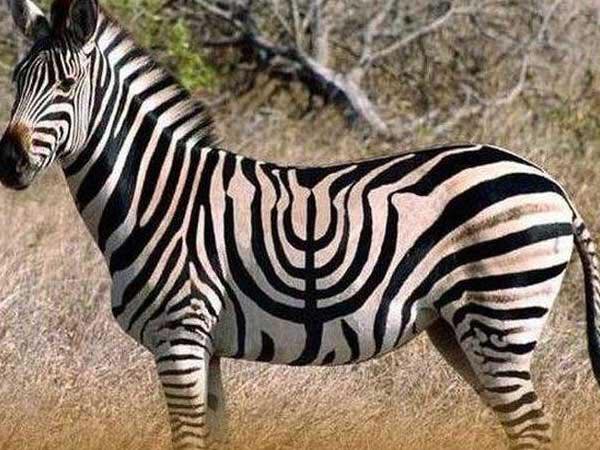 zebra menorah