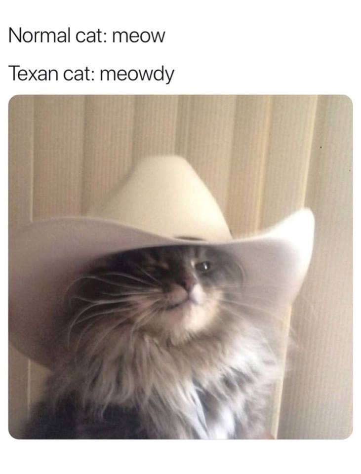 cats meme - Normal cat meow Texan cat meowdy