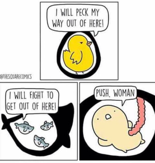 push woman meme - I Will Peck My Way Out Of Here! Push. Woman I Will Fight To Get Out Of Here!