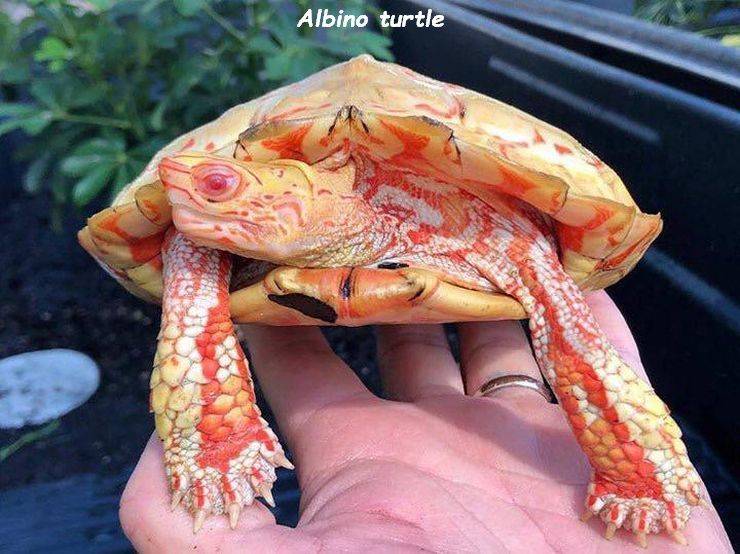 albino turtle - Albino turtle