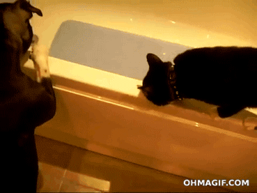 dog cat bathtub - Ohmagif.Com