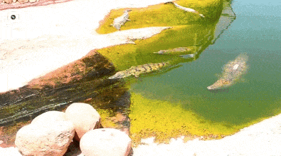 crocodile water slide gif