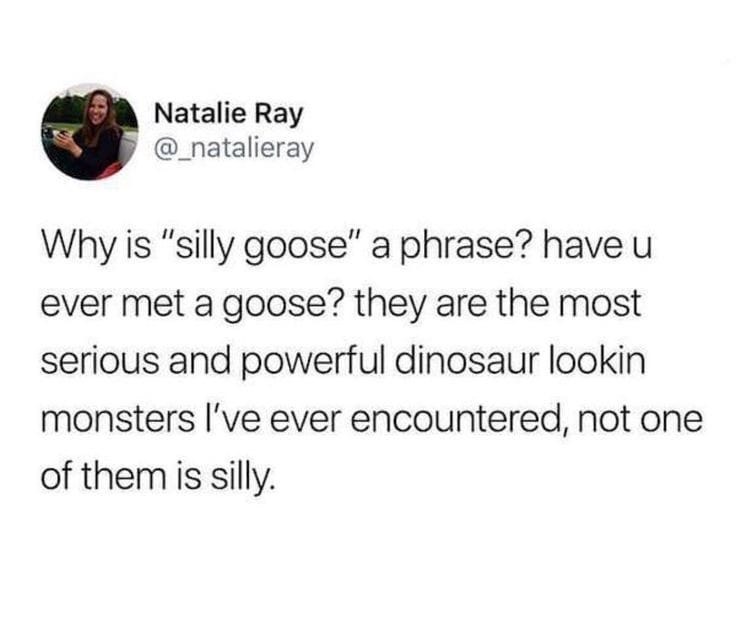 Natalie Ray Why is "silly goose" a phrase? have u ever met a goose? they are the most serious and powerful dinosaur lookin monsters I've ever encountered, not one of them is silly.