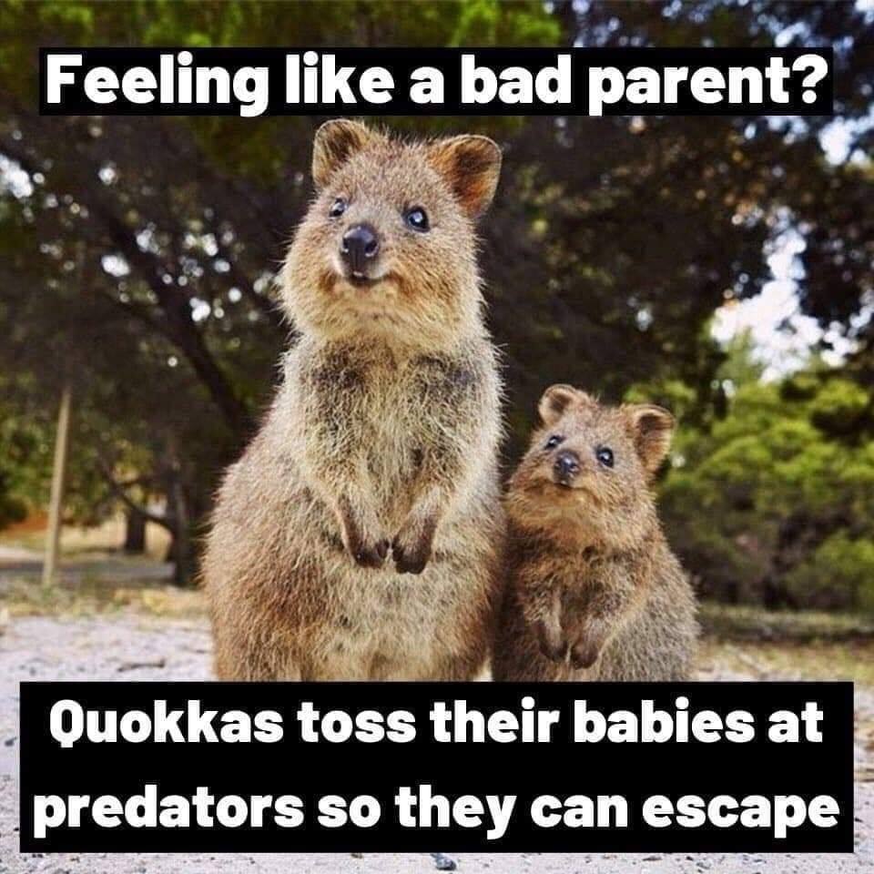 quokka meme - Feeling a bad parent? Quokkas toss their babies at predators so they can escape