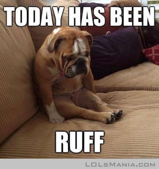 sad dog funny - Today Has Been Ruff Lolsmania.Com