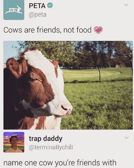 peta cow meme - Peta Cows are friends, not food trap daddy name one cow you're friends with