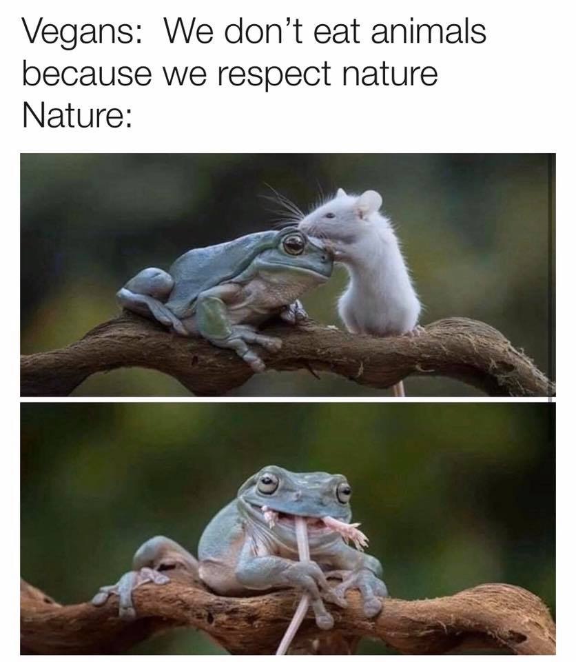 photo caption - Vegans We don't eat animals because we respect nature Nature
