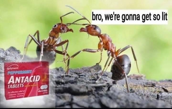 ants communicating - bro, we're gonna get so lit utham Ep Antacid Tablets