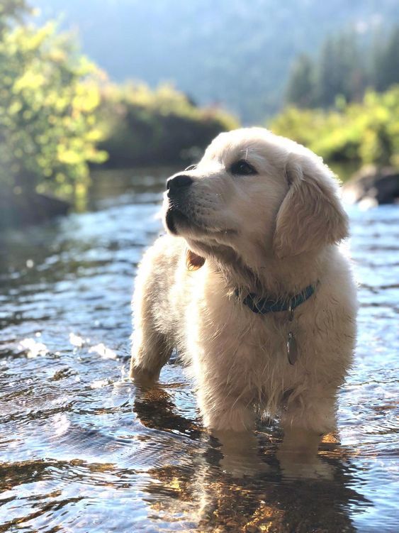 adventurous puppy