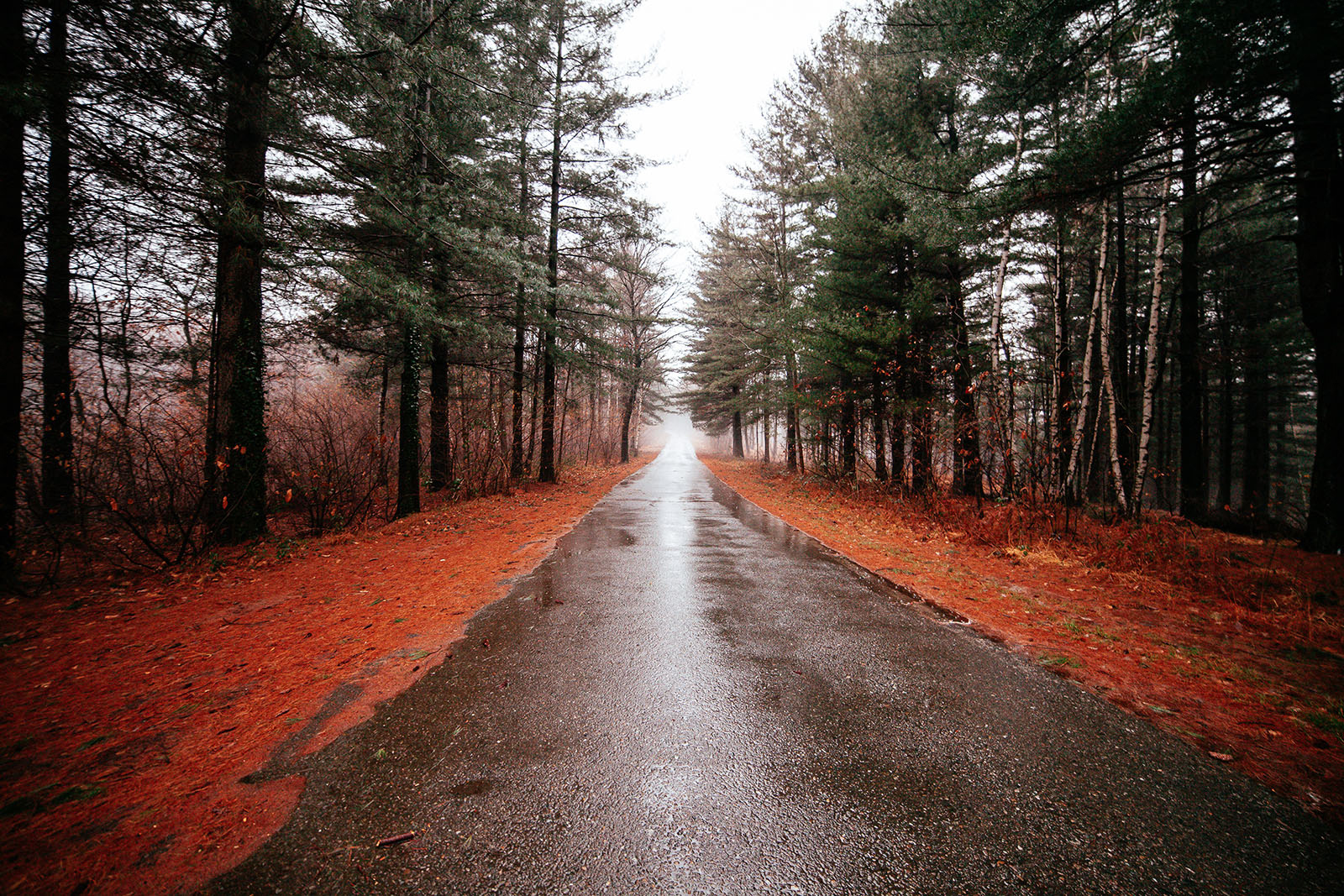 road into the woods