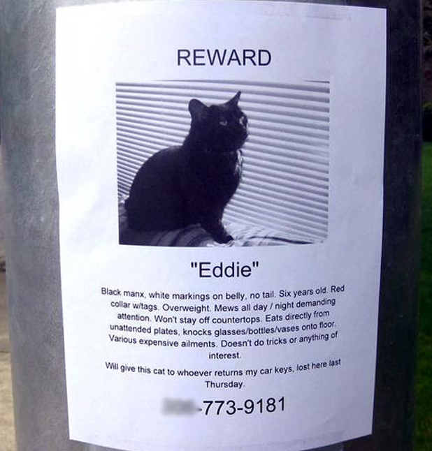 funny missing cat poster - Reward "Eddie" anx, white markings on bely, no tail Six years old Roo lat w tags Overweight Mews all daynight demanding attention w as ention Won't stay off countertops. Eats directly from ed plates, knocks glassesbottlesvases o