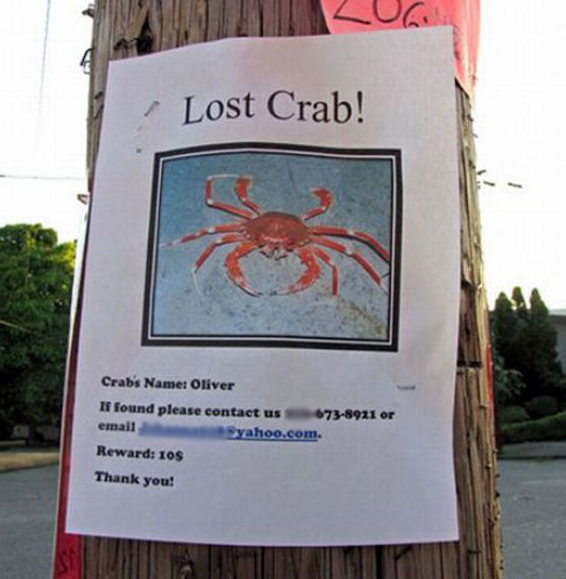 crabs - Lost Crab! 