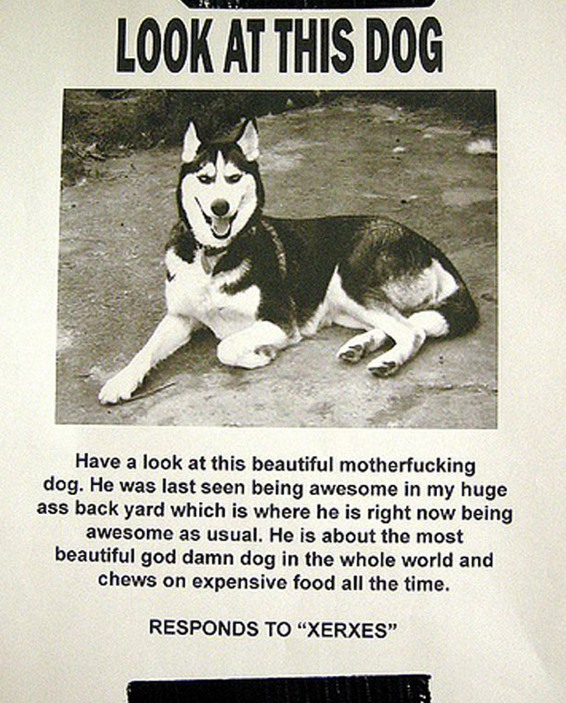 look at this dog - Look At This Dog Have a look at this beautiful motherfucking dog. He was last seon being awesome in my huge ass back yard which is where he is right now being awesome as usual. He is about the most beautiful god damn dog in the whole wo