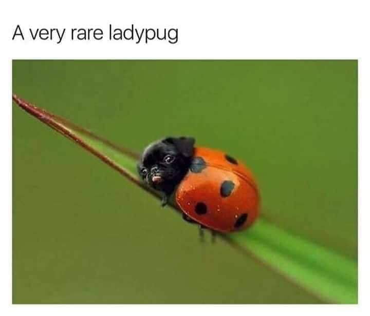 lady pug - A very rare ladypug