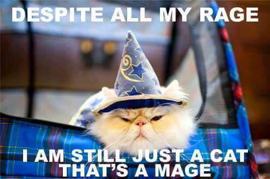 wizard cat - Despite All My Rage I Am Still Just A Cat Thats A Maget