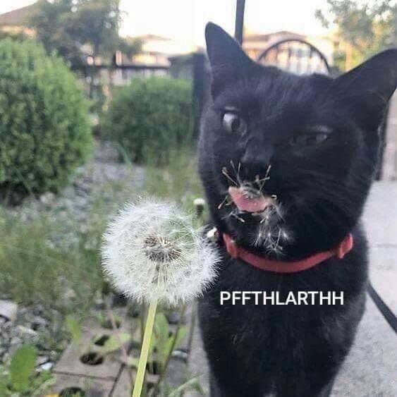 cat dandelion meme - Pffthlarthh