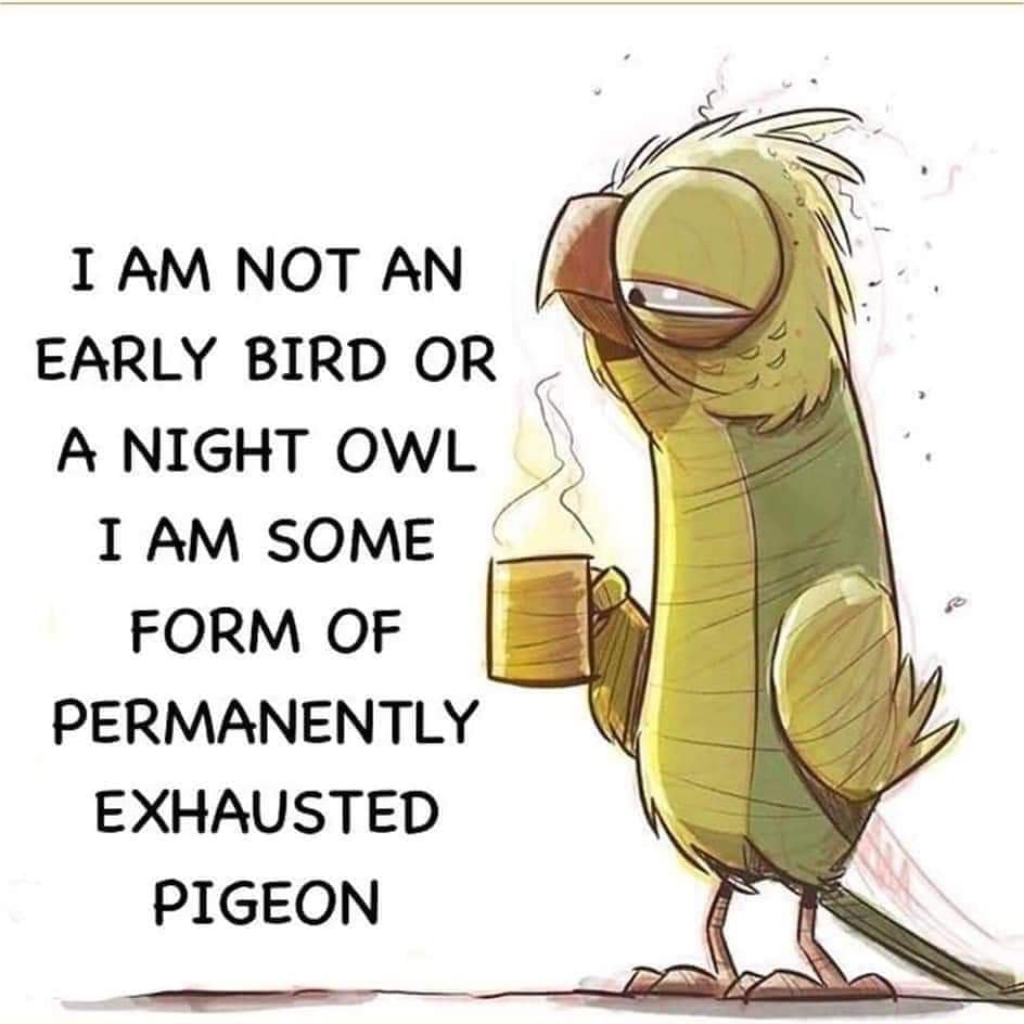 permanently exhausted pigeon - I Am Not An Early Bird Or A Night Owl I Am Some Form Of Permanently Exhausted Pigeon