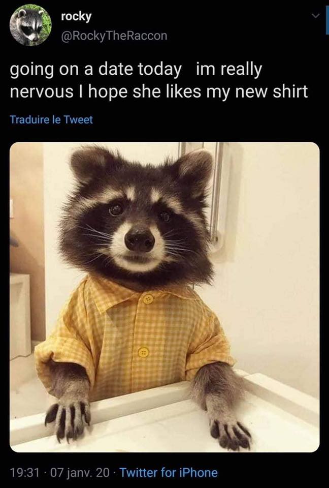 handsome raccoon - rocky going on a date today im really nervous I hope she my new shirt Traduire le Tweet . 07 janv. 20. Twitter for iPhone
