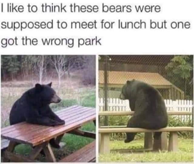 bear like human - I to think these bears were supposed to meet for lunch but one got the wrong park Lestit mm Ti