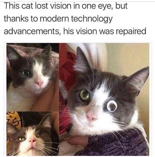 cat memes - This cat lost vision in one eye, but thanks to modern technology advancements, his vision was repaired