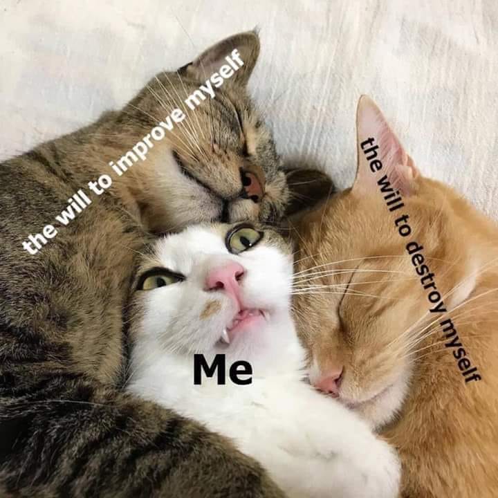 3 cats meme - the will to improve myself the will to destroy myself Me
