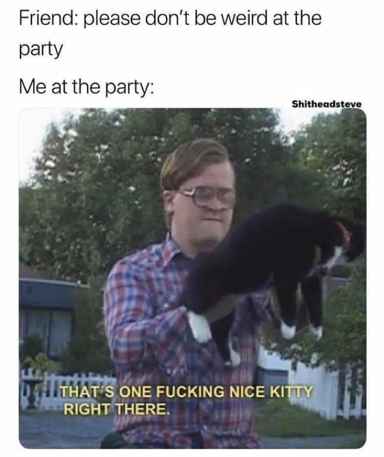thats one nice fucking kitty right there - Friend please don't be weird at the party Me at the party Shitheadsteve That'S One Fucking Nice Kitty Right There.