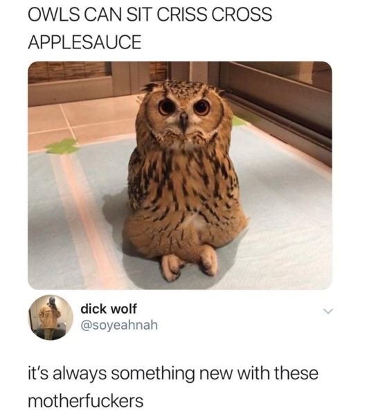 criss cross meme - Owls Can Sit Criss Cross Applesauce dick wolf it's always something new with these motherfuckers