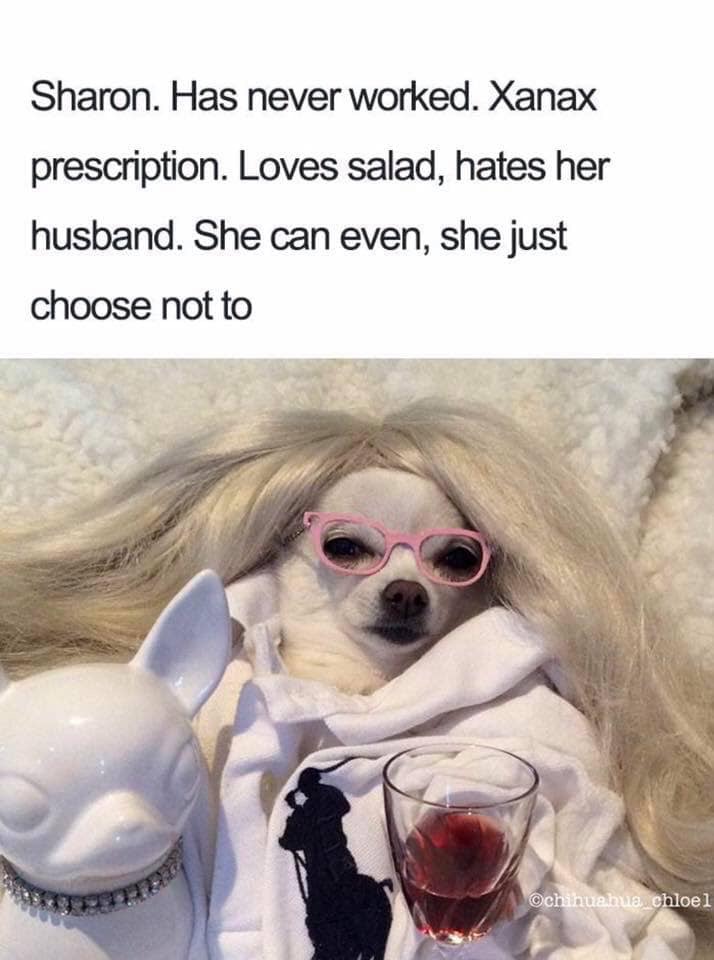 dog bios funny - Sharon. Has never worked. Xanax prescription. Loves salad, hates her husband. She can even, she just choose not to chihuahua chloel