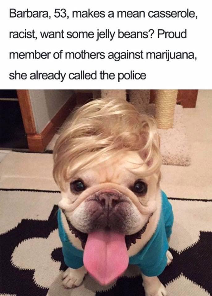 funny dog bios - Barbara, 53, makes a mean casserole, racist, want some jelly beans? Proud member of mothers against marijuana, she already called the police