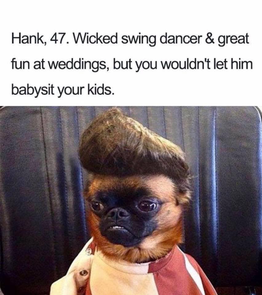 dog elvis wig - Hank, 47. Wicked swing dancer & great fun at weddings, but you wouldn't let him babysit your kids.