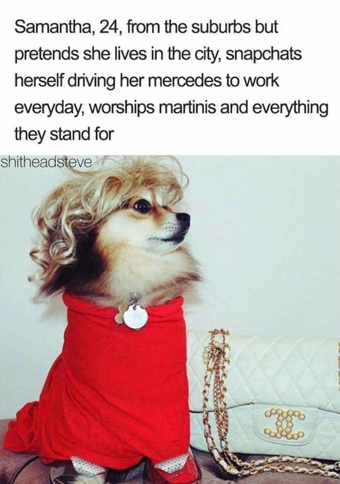 dog bio memes - Samantha, 24, from the suburbs but pretends she lives in the city, snapchats herself driving her mercedes to work everyday, worships martinis and everything they stand for shitheadsteve