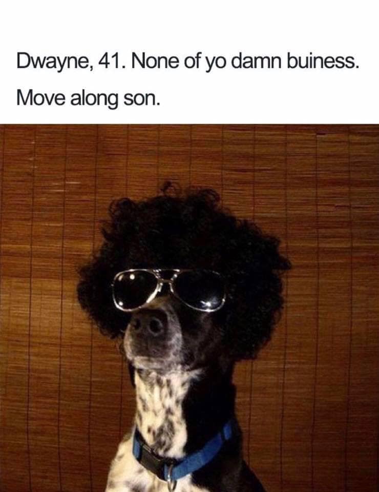dog bios memes - Dwayne, 41. None of yo damn buiness. Move along son.