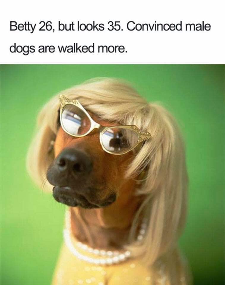 dogs with blonde wig - Betty 26, but looks 35. Convinced male dogs are walked more.