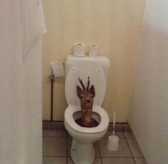 toilet deer