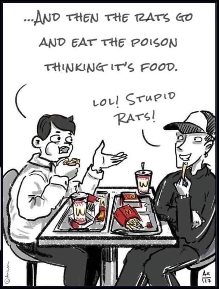 then the rats go and eating poison thinking it's food lol stupid rats - ...And Then The Rats Go And Eat The Poison Thinkingit'S Food. Lol! Stupid Rats! Ayton