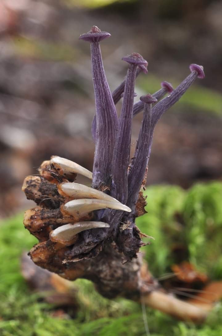 laccaria masoniae