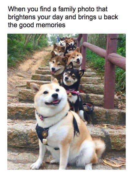 photogenic dog meme - When you find a family photo that brightens your day and brings u back the good memories sunny