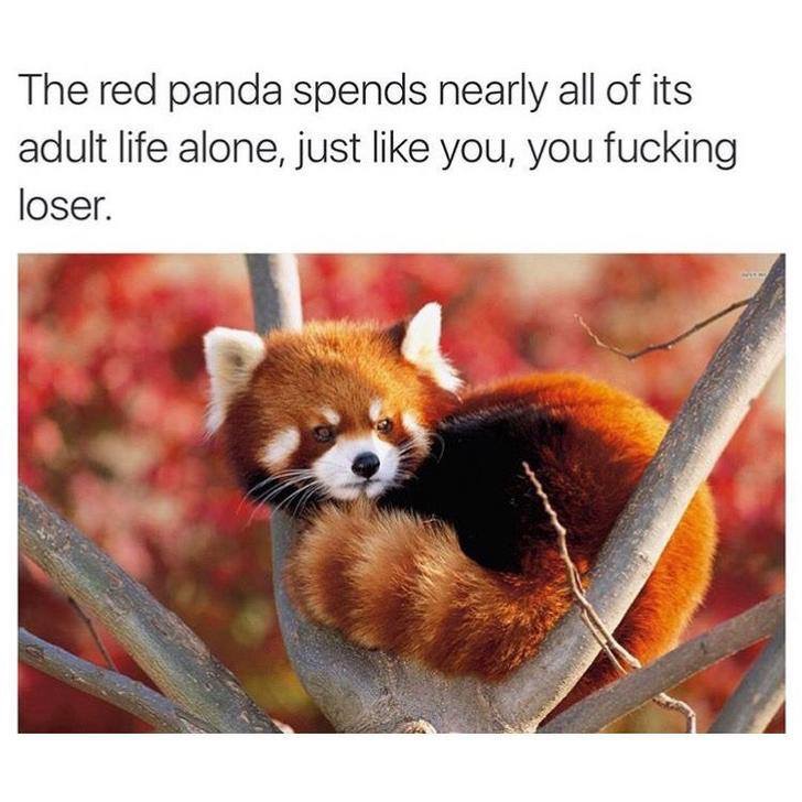 cute baby red panda - The red panda spends nearly all of its adult life alone, just you, you fucking loser.