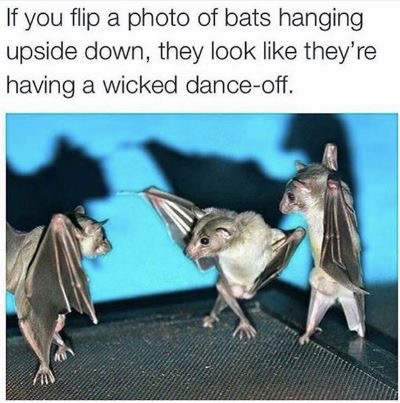 dancing bat - If you flip a photo of bats hanging upside down, they look they're having a wicked danceoff.