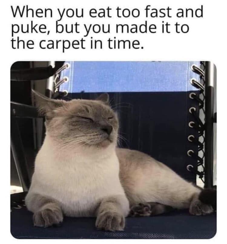 you eat too fast and puke but you made it to the carpet in time meme - When you eat too fast and puke, but you made it to the carpet in time.