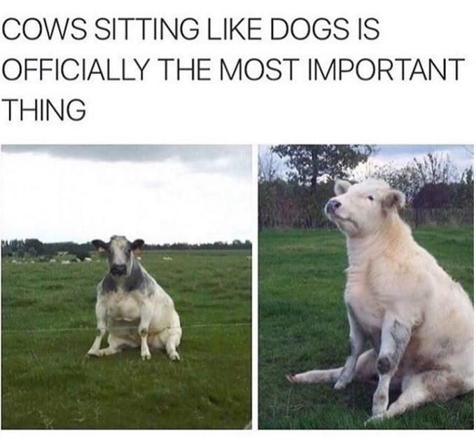 cows sitting like dogs - Cows Sitting Dogs Is Officially The Most Important Thing