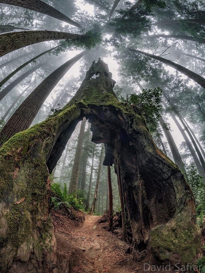 redwood park arcata