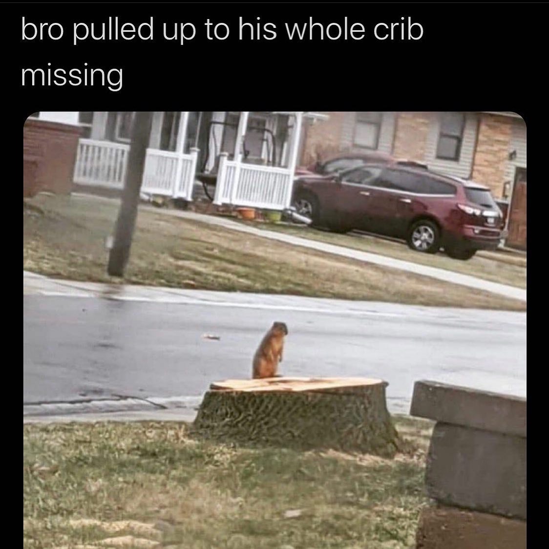 pet - bro pulled up to his whole crib missing