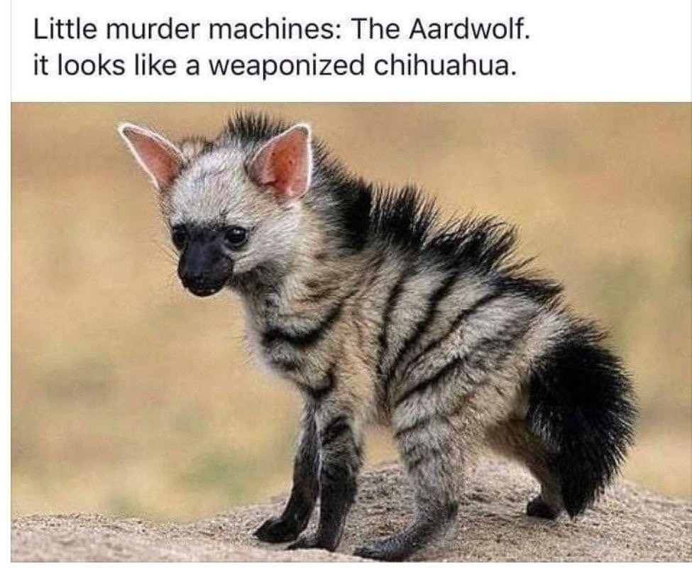 baby aardwolf - Little murder machines The Aardwolf. it looks a weaponized chihuahua.
