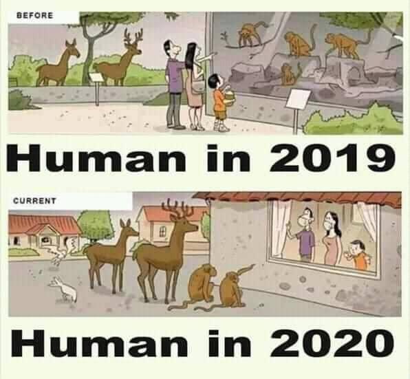 cartoon - Before Human in 2019 Current Human in 2020