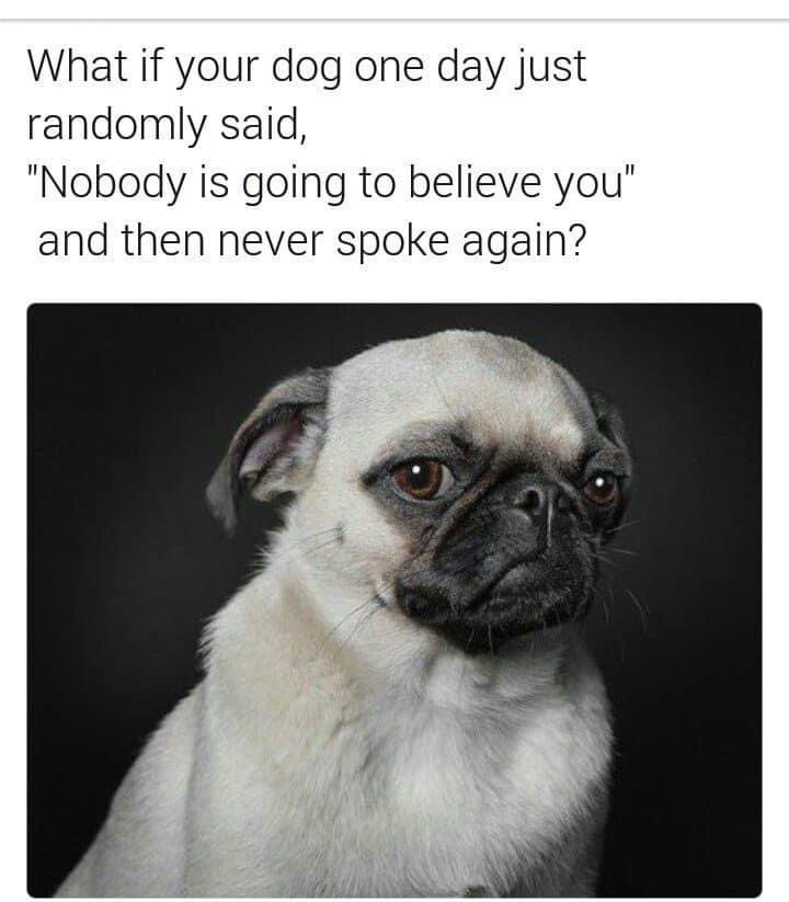 serious pug - What if your dog one day just randomly said, "Nobody is going to believe you" and then never spoke again?