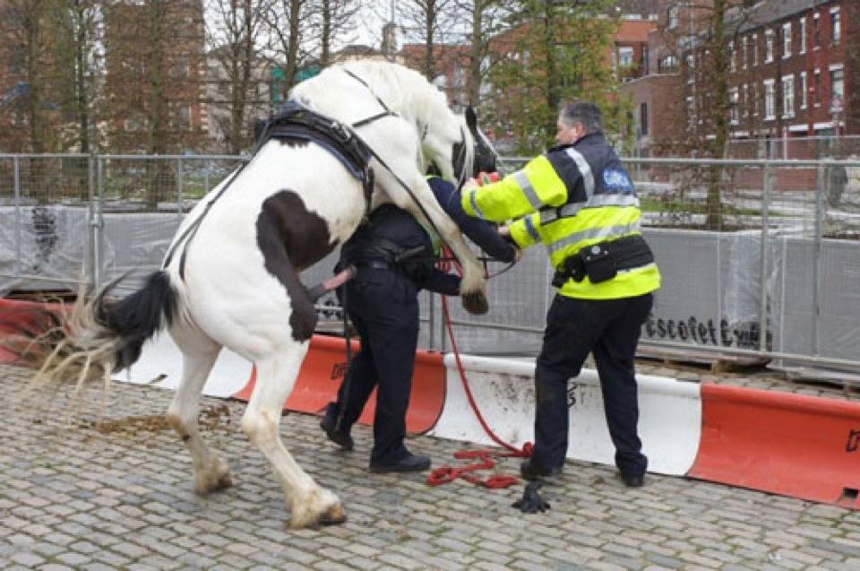 horse fucks cop
