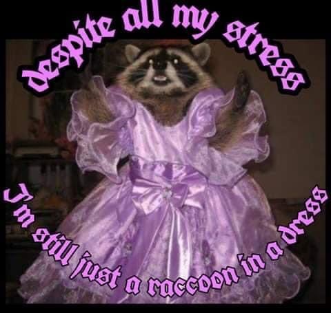 raccoon queen - All my stresa despite all I'm still at a raccoo u in a drea