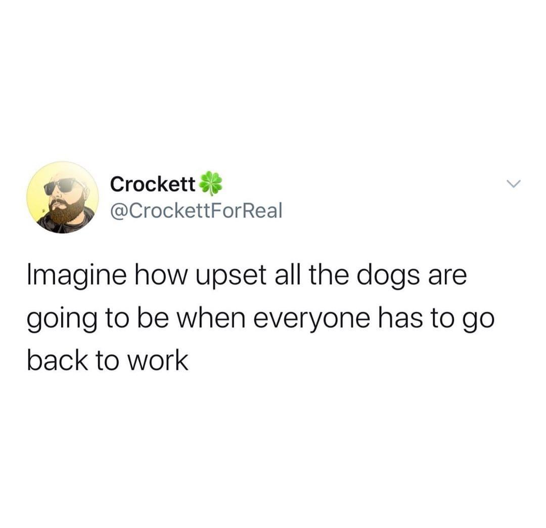 Crockett Imagine how upset all the dogs are going to be when everyone has to go back to work
