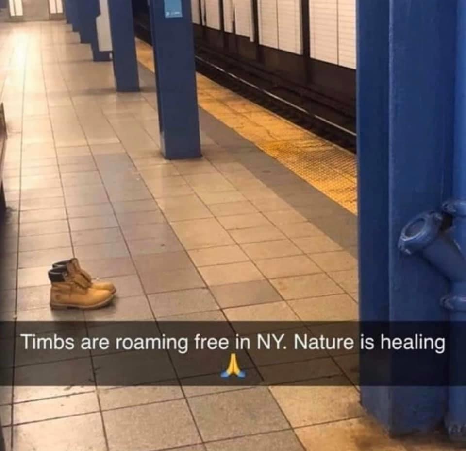 timbs are roaming free in ny nature - Timbs are roaming free in Ny. Nature is healing